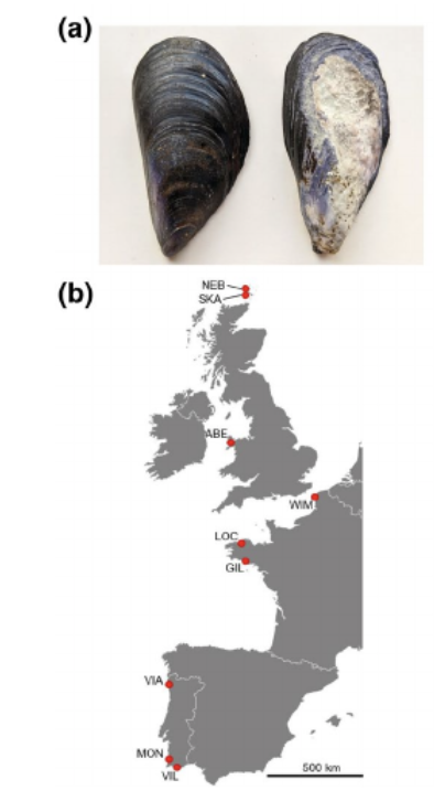 It is out! Proud to be part of such a great multi-national effort assessing the thermal effect of endolithic microbe infestation on mussels over a huge latitudinal gradient. <a href="/KatyNicastro/">Katy Nicastro</a> <a href="/ZardiGerardo/">Gerardo Zardi</a> <a href="/JonathMonsinjon/">Jonathan Monsinjon</a> <a href="/Louise_Firth_IE/">Louise Firth</a> <a href="/CNRS_HdF/">CNRS Hauts-de-France</a> <a href="/LOG_labo/">Laboratoire d’Océanologie et de Géosciences</a> #SOLACE