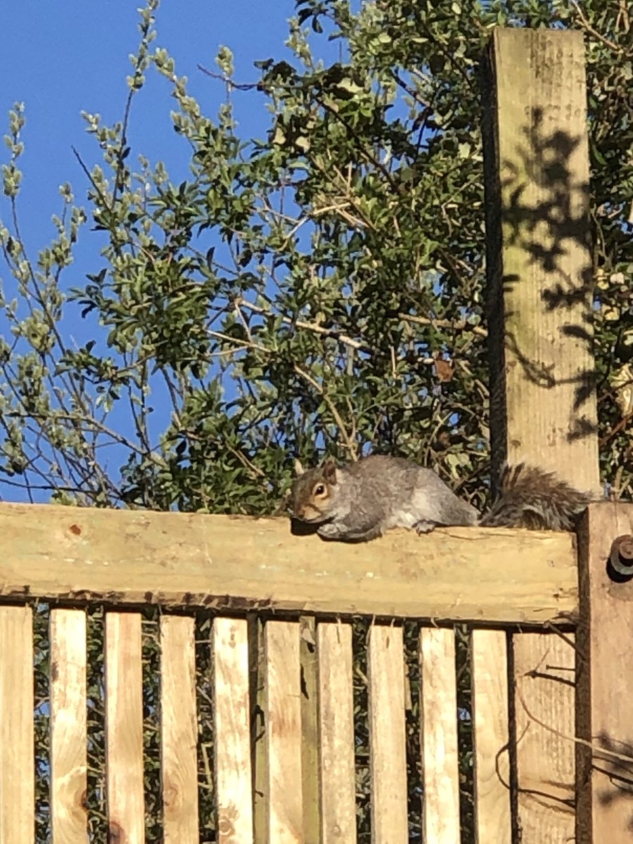 patbrowning's tweet photo. Nice weather for Squirrels https://t.co/qieA6SWYGE