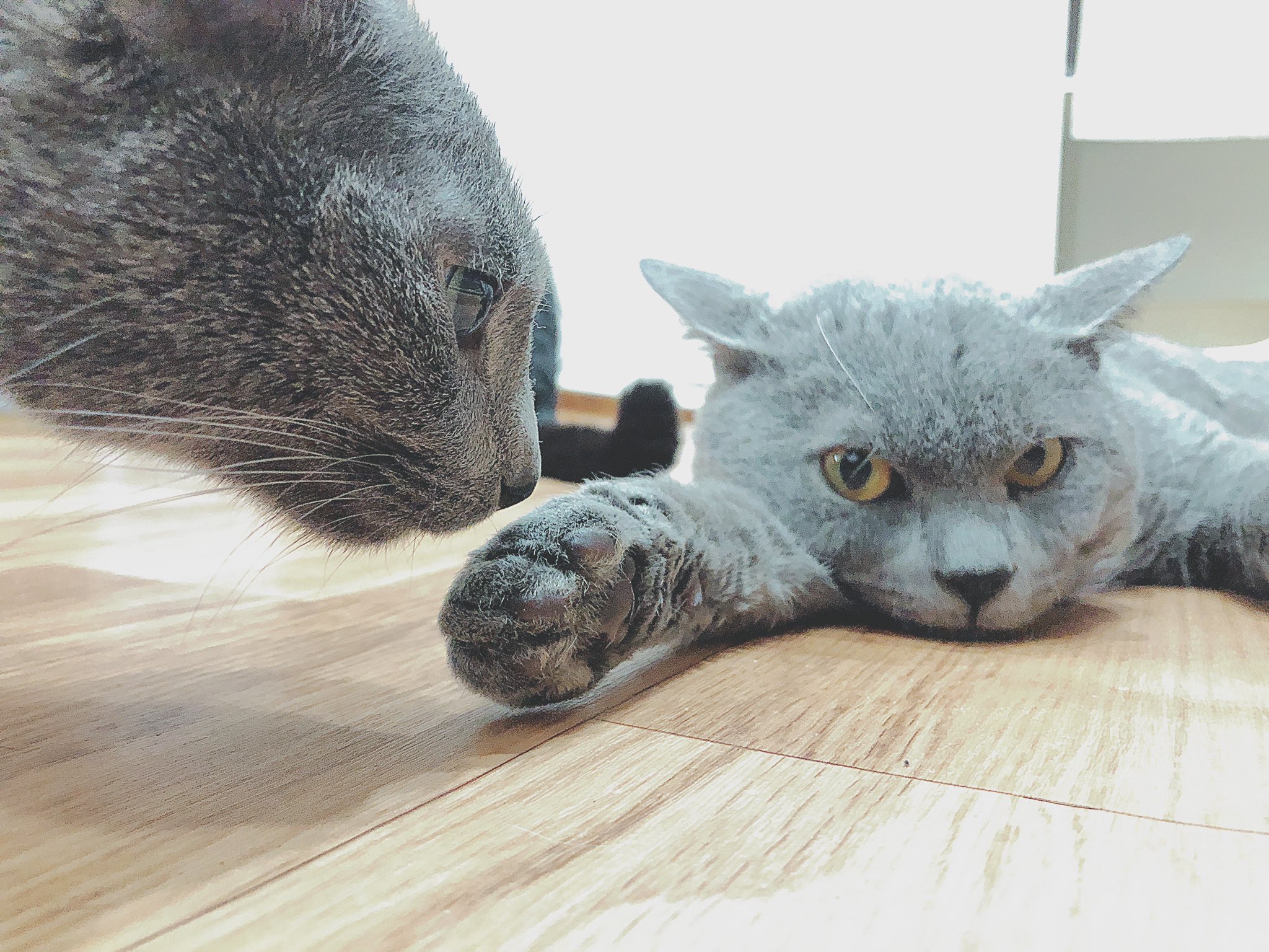 大阪触れ合いカフェdogree におう におう 香ばしい匂いがするぞ ぶる 3 21生まれ ロシアンブルー セル 3 15生まれ セルカークレックス 家族募集中 ふれあいカフェ 大阪 南堀江 西大橋 猫カフェ 大阪猫 090 3860 2559 水曜定休