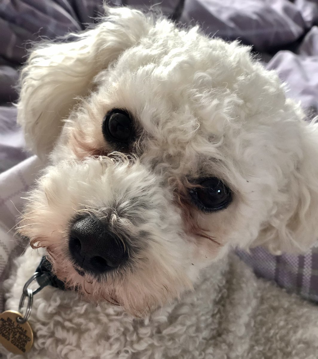 Bill Dale tweet media