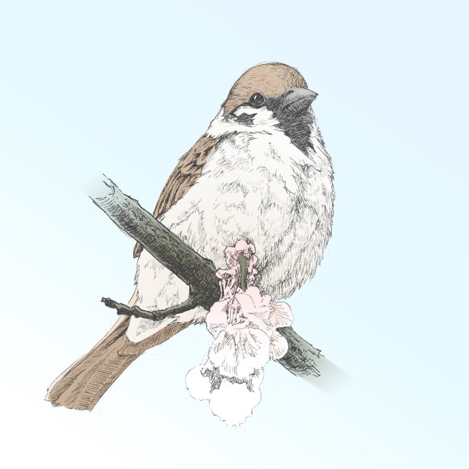 絵を描くための鳥の写真集のtwitterイラスト検索結果