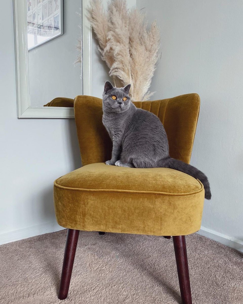 Purrhaps @maisondevalerie's cat has found the purrfect chair. Shop now: bit.ly/2PuQh8T