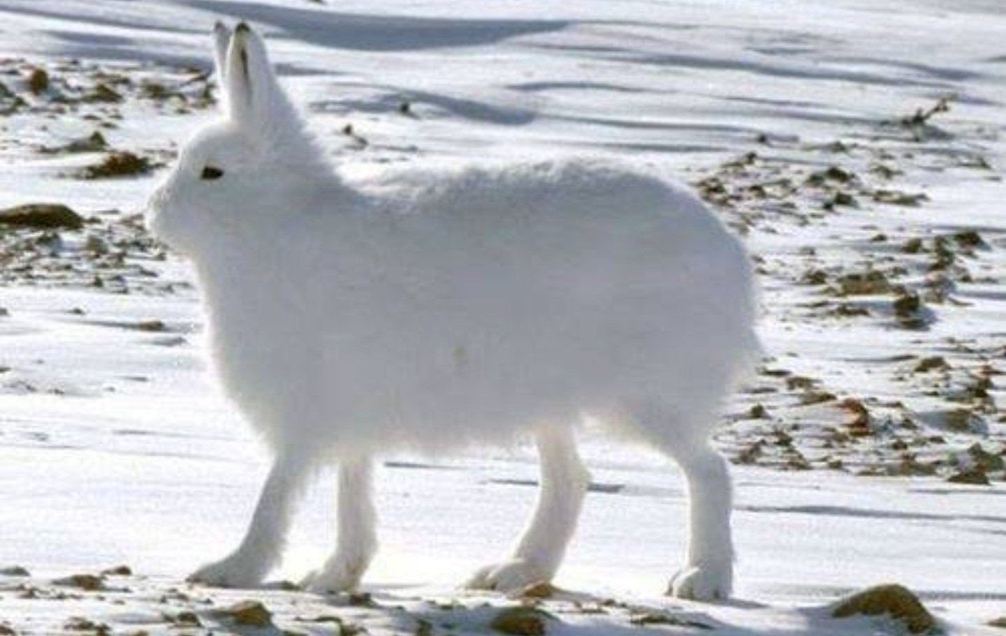 تويتر 公式 レッド プライドオブエデン プラエデ على تويتر アニマル教室 シャイの動物遺伝子 ホッキョクウサギ をご紹介いたします ホッキョクウサギは北極圏に生息し ツンドラ気候に適した厚い毛皮を持っている プラエデ フランのアニマル