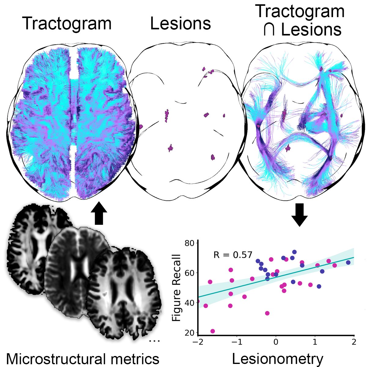 Freshly published <a href="/braincomms/">@BrainComms</a>:

Tract-specific MRI measures explain learning and recall differences in multiple sclerosis academic.oup.com/braincomms/adv… 

Amazing use of the Lesionometry framework by Mia Winter <a href="/CUBRICcardiff/">CUBRIC</a>