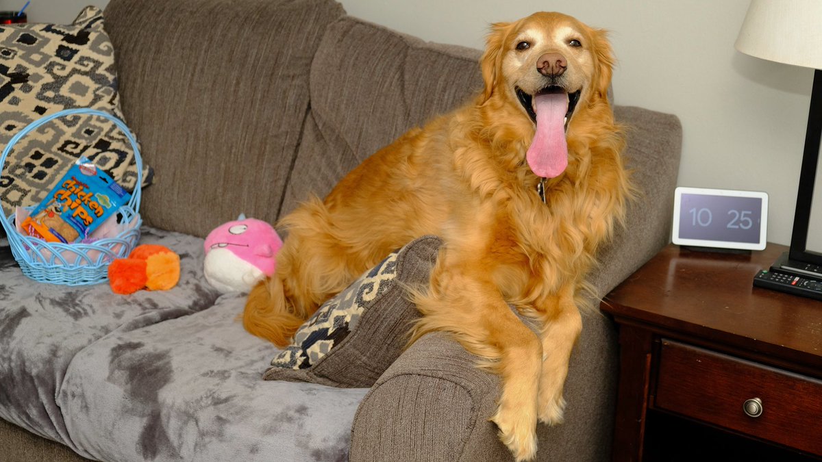 Barclay_FTW's tweet photo. It’s a recycled photo from Easter, but I think it’s #TongueOutTuesday worthy #goldenretriever #dogsoftwitter #TOT https://t.co/BLW52IoLhd