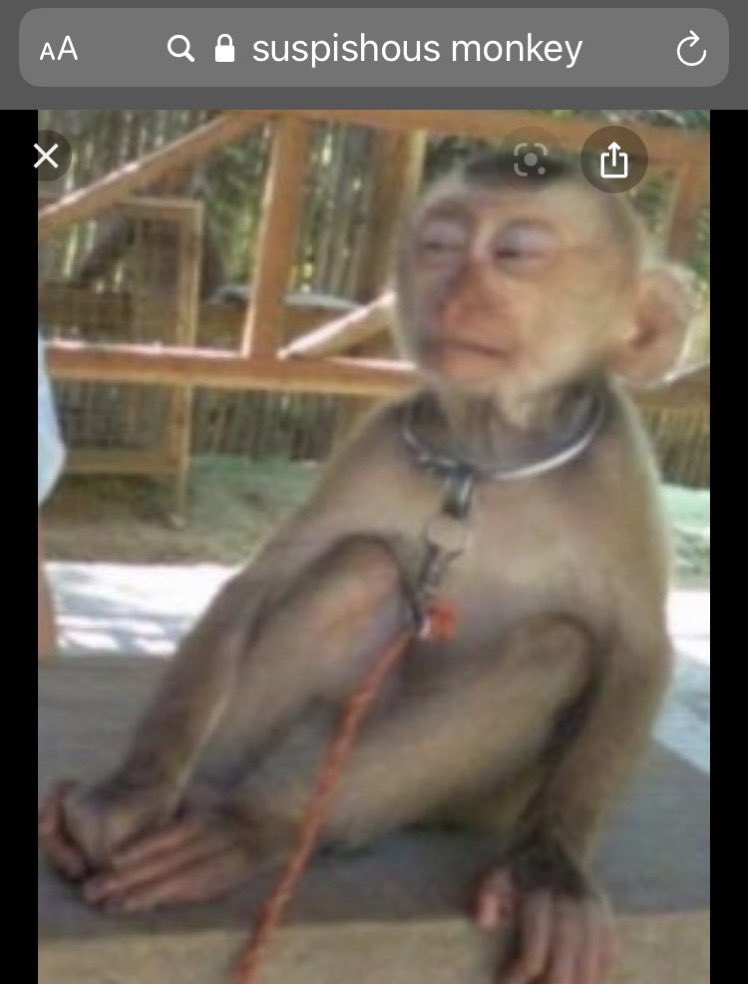 Monkey expression or meme are captured Stock Photo