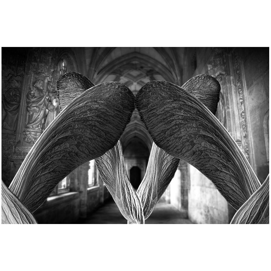 CarlosOrtizPhot's tweet image. #theseeds #mapleseeds #lagrangeparkphotographer #seeds