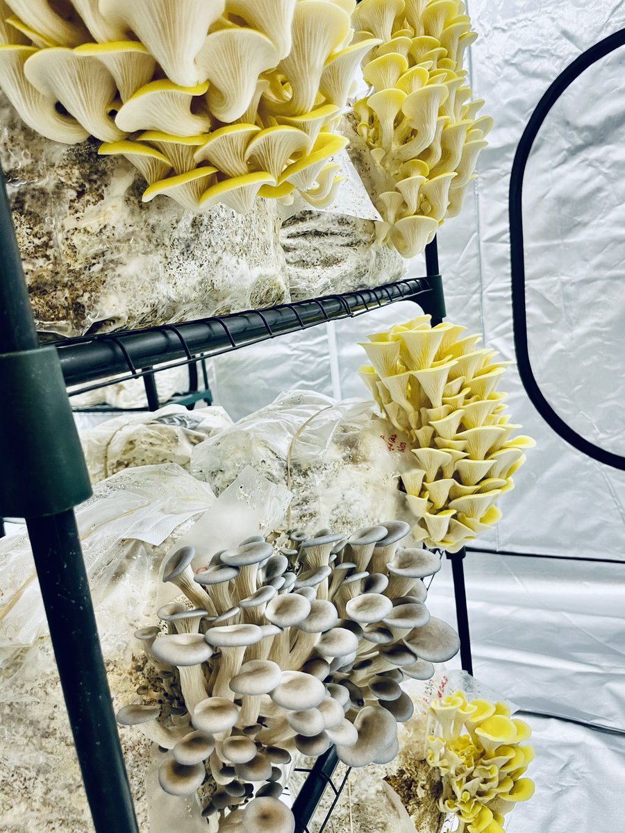 Dishyouwerehere's tweet photo. Called to collect fresh mushrooms from Terry @HeartyGrowers today #supportlocal And bought 2 grow bags to produce my own oyster mushrooms! Just look at these beauties ❤️ @Food_NI @IndieFude @Arcadiadeli https://t.co/U8ehGCZGk1