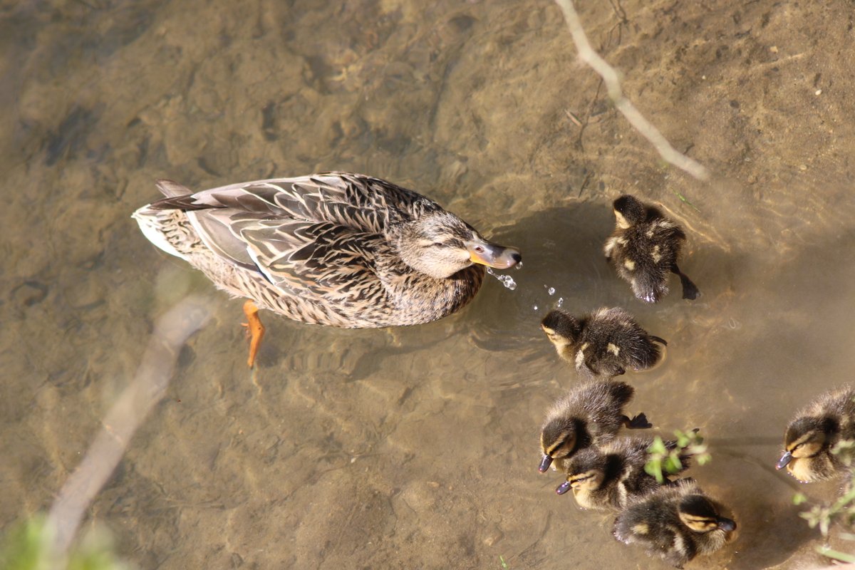 Some were asking about their mother.Fret not. She is never far.Baby duck thread - Part 3