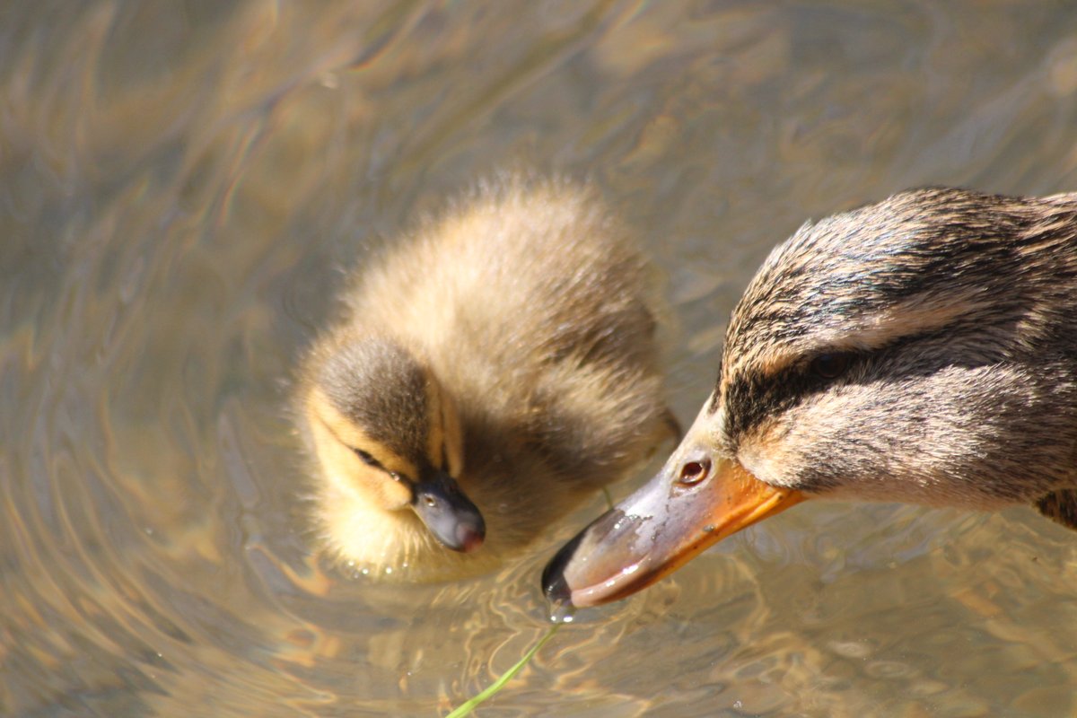 Some were asking about their mother.Fret not. She is never far.Baby duck thread - Part 3