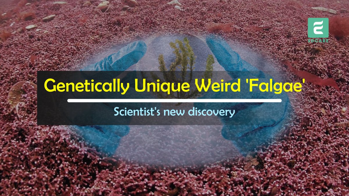 Edcare5's tweet photo. The  Discovery of Weird 'Falgae' in Cornwall that are Genetically Unique 👉👉👉👉👉👉👉👉👉
#algae #Atlantic #oceans #Genetics #science 
https://t.co/yH7wxCaKc7 https://t.co/qeezwoRjxb