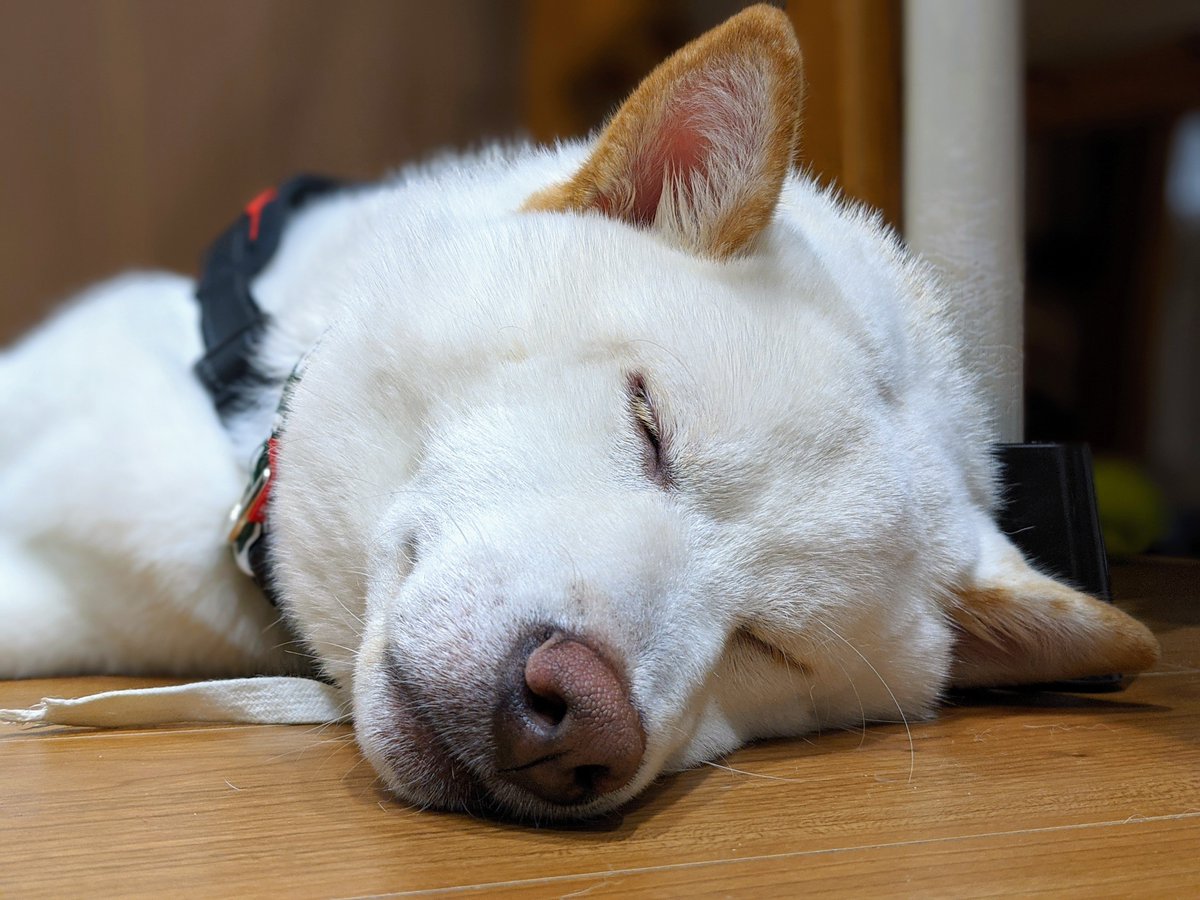 焼いた肉 お好きですか すやすやしやがって