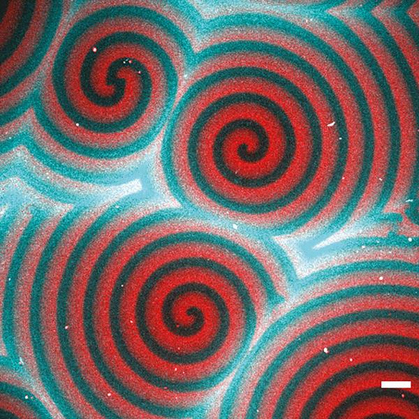 Read the latest paper from the Schwille-Lab <a href="/MPI_Biochem/">Max Planck Institute of Biochemistry (MPIB)</a> and the Frey-Group <a href="/LMU_Muenchen/">Universität München</a>:
“A diffusiophoretic mechanism for ATP-driven transport without motor proteins” <a href="/BeatriceRamm/">Beatrice Ramm</a> <a href="/AndriyGoychuk/">Andriy Goychuk</a> <a href="/PhysOfLifeLMU/">PhysicsOfLifeLMU</a> 
➡️dx.doi.org/10.1038/s41567…
➡️biochem.mpg.de/a-novel-form-o…