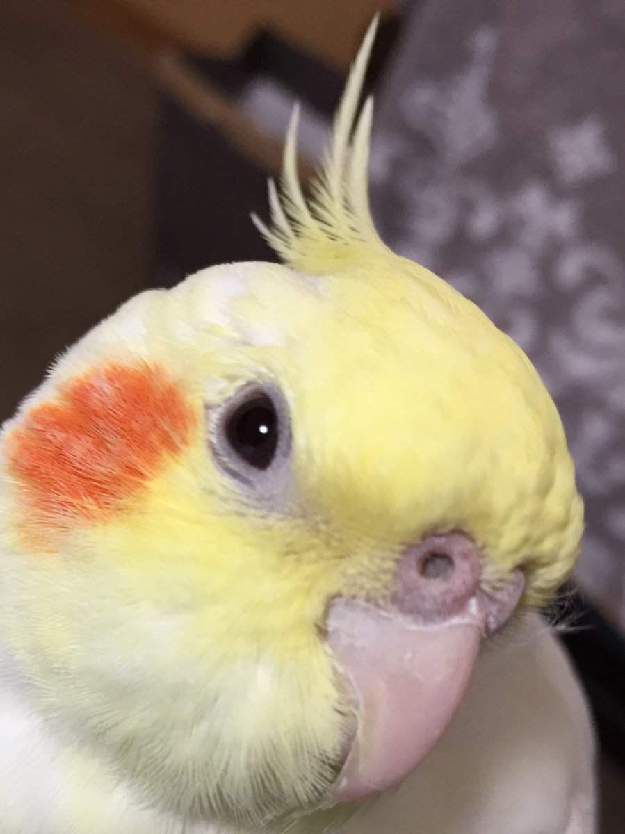怒るオカメインコ 今夜は徹夜はしないわ おやすみなさい オカメインコ インコ ルチノー