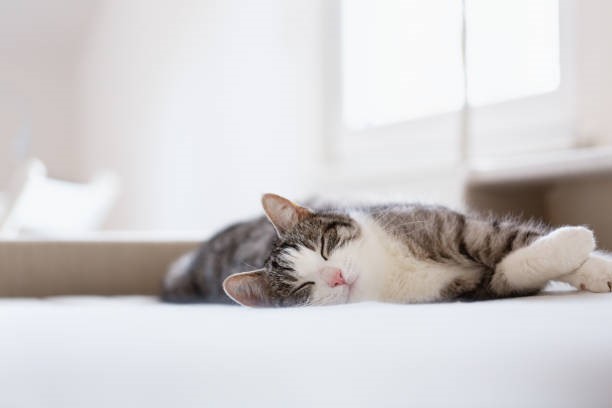 NOCCNational's tweet photo. Did you know? Disruptions in the body’s biological clock may raise the risk of cancer? Sleeping 7-9 hours a night can also improve mood, decrease stress, and help you stick to a healthier diet. Learn more by checking out #AskIna today: https://t.co/qjb9pqvcLx #KnowOvarian https://t.co/hsnbmNaNBN