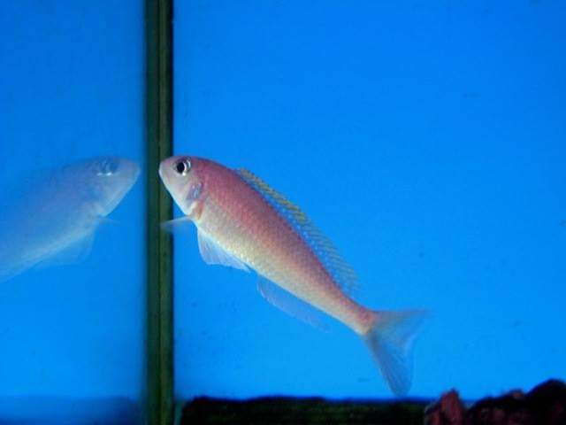 wft0213's tweet photo. 黃七彩珍珠(8~9CM)
山水水族官網
https://t.co/2I10Sw04KI

#魚缸訂做 #魚缸造景 #魚缸 #觀賞 #觀賞魚 #水族 #熱帶魚 #水族館 #水族馆 #水族箱  #水族用品 #水族用品店 #魚種  #紅龍 #血紅龍 #烏龜 #異型 #觀賞魚水族 #觀賞魚缸 #水生生物 #kaohsiung #taiwan #高雄 #台灣 #左營 https://t.co/ubMgj57Rbm