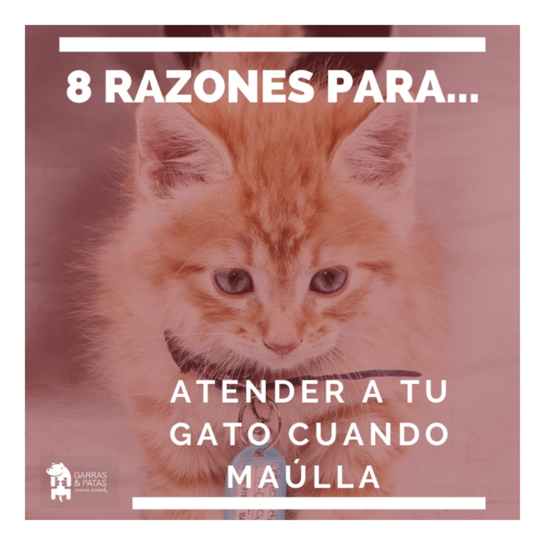 F_GarrasyPatas's tweet photo. ¿Sabes cómo y por qué maúlla tu gatito? Te dejamos #8Razones por las cuales debes poner atención y aprender a identificar sus sonidos. Es muy importante, sobre todo para que puedas detectar si algo no es normal. 🐱👂
#TenenciaResponsableGyP https://t.co/qyrMXtq6dw
