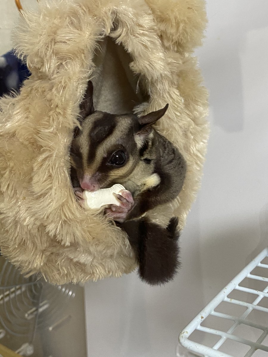 モモンガ博士 お店