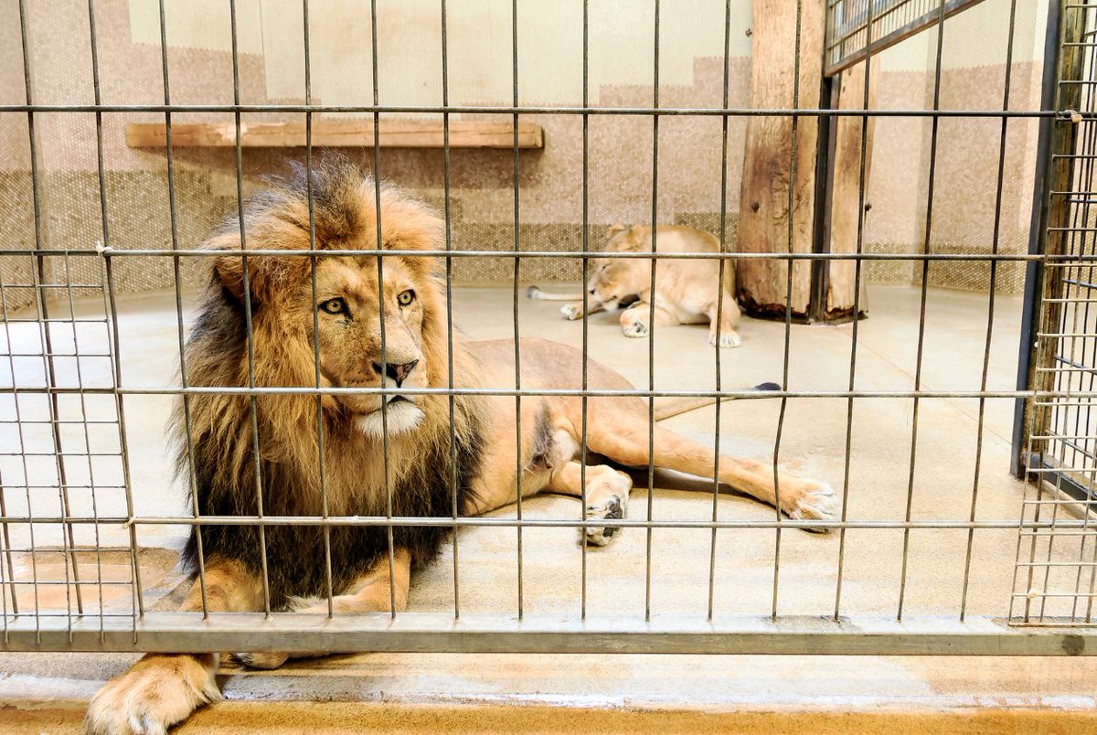 YouthForLions's tweet photo. 🚩When you sell your animals, do you research the place or person, who is buying your animals to find out if they’re (directly or indirectly) involved in canned hunting or the bone trade?
3/5
#REDFLAGSFORLIONS https://t.co/UTdkmI8dR6