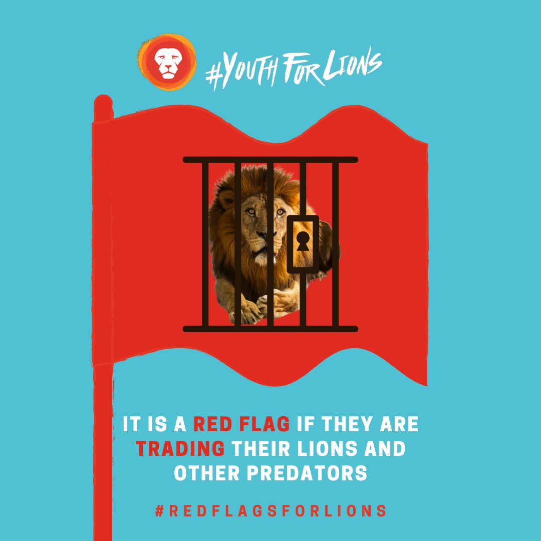 YouthForLions's tweet photo. They might say that they don’t support the canned hunting industry, but they may be selling to a middleman, who sells the lions on to a canned hunting farm or to a facility that kills lions for their skeletons.
4/5
#REDFLAGSFORLIONS https://t.co/ycsUxavrnu