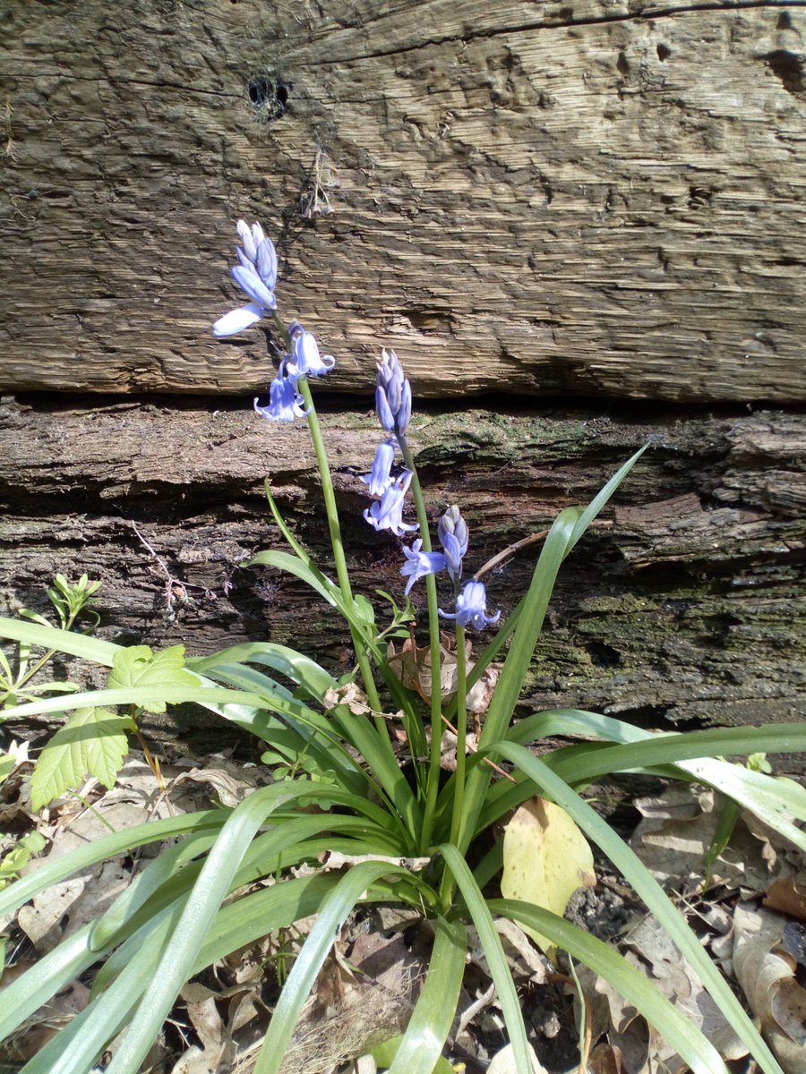Our first Blue bell of the year!