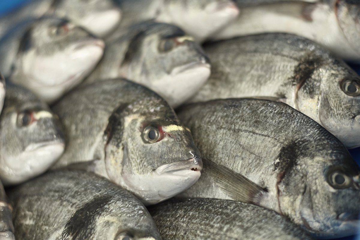 Het is nog mogelijk om aan te melden voor het gratis webinar herkomstaanduiding vis. Het webinar start morgen om 20.00 uur. Aanmelden kan via svo.nl/gratis-webinar…