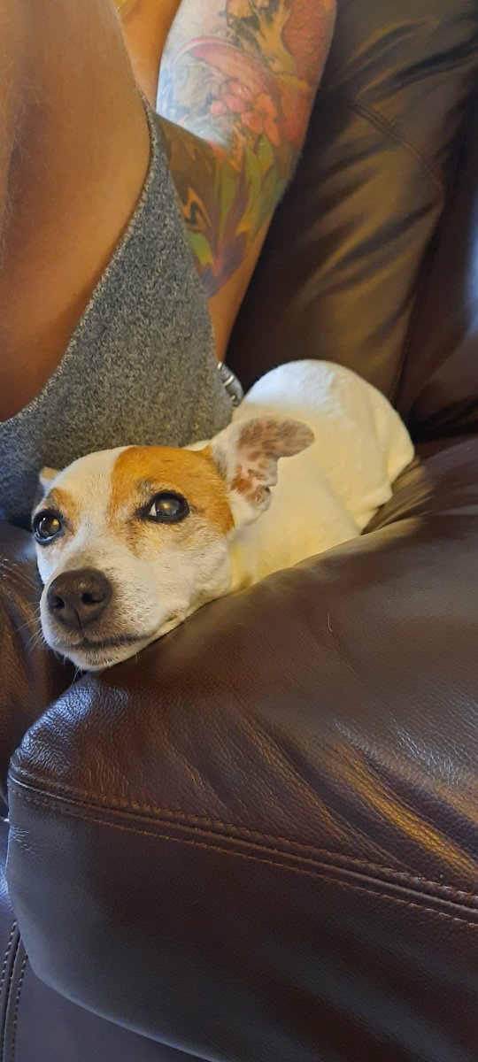 JackMomAmy's tweet photo. Couch caterpillar..Anything to be snoogled up to my hoomans. #jackrussellterrierslovetoexercise
#jackrussellterriersrule
#jackrussellterriersp
#jackrussellterrierloverstag
#jackrussellterrierlovers💚💚💚🐕
#jackrussellterrierlovertag
#jackrussellterrierloverz
#dogownermoments https://t.co/fsY3YkPfyL