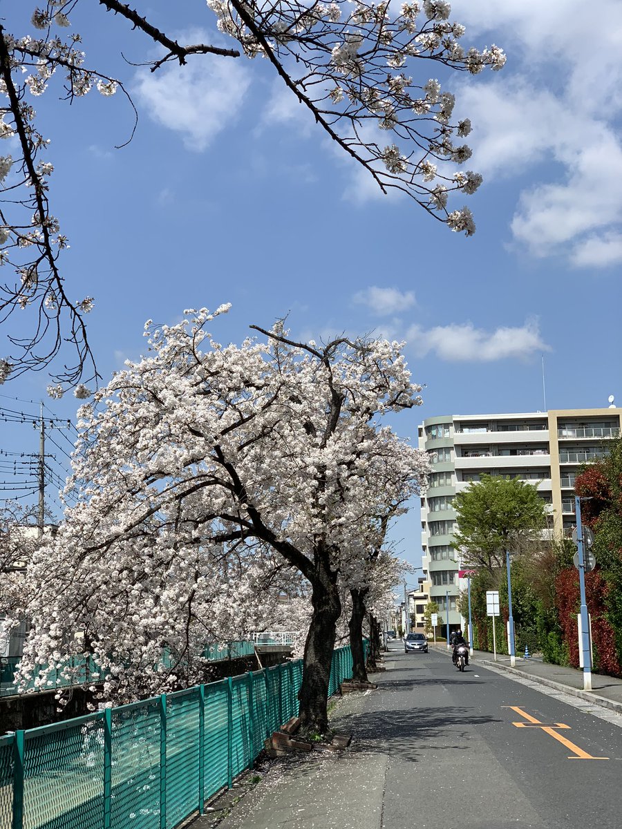 hatune_hama's tweet photo. 今年も見事に咲きました。 https://t.co/VxiKsYs8Bm