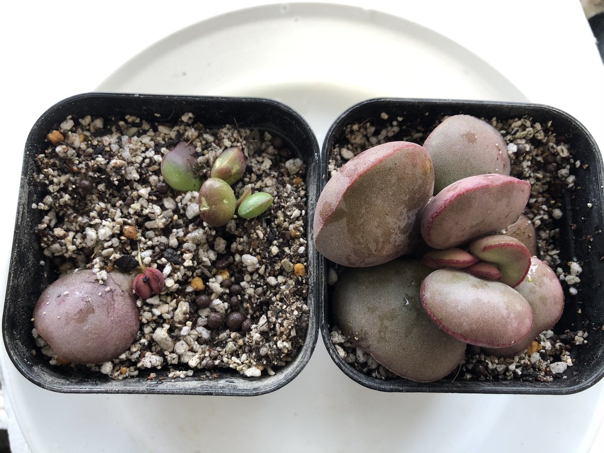 アドロミスクス Twitter ख ज