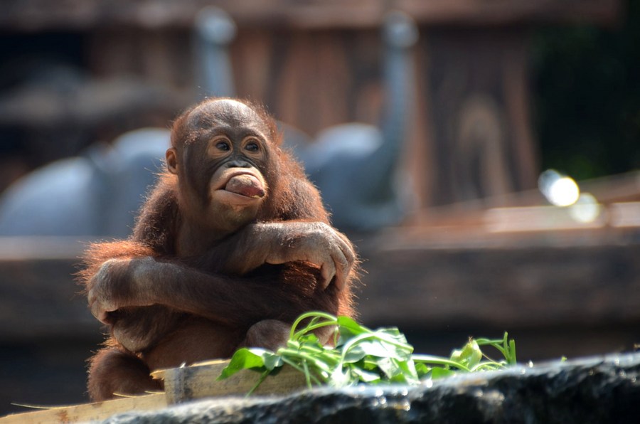 中国 新華社 日本語 スマトラオランウータンは絶滅の危機に瀕しているインドネシアの動物で オランウータンの3種に数えられる インドネシアのスマトラ島にのみ分布し 個体数は15年時点でおよそ7 000頭と推定されている