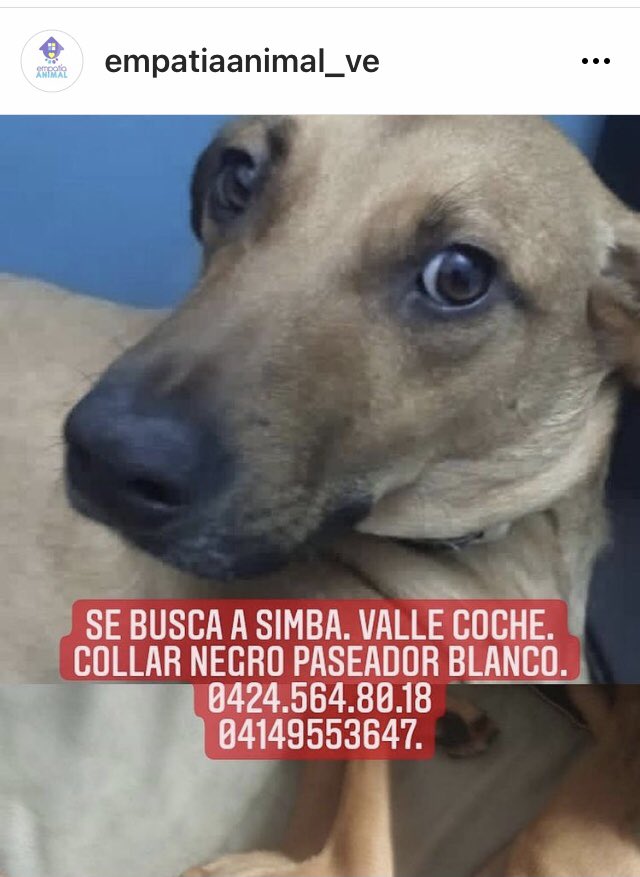 PerroUsuario's tweet photo. #SeBusca RT @EmpatiaV: Simba 🐕 sigue extraviado, ayúdalo a regresar con su familia 💔💔💔
 https://t.co/5vDoGHTjCj
