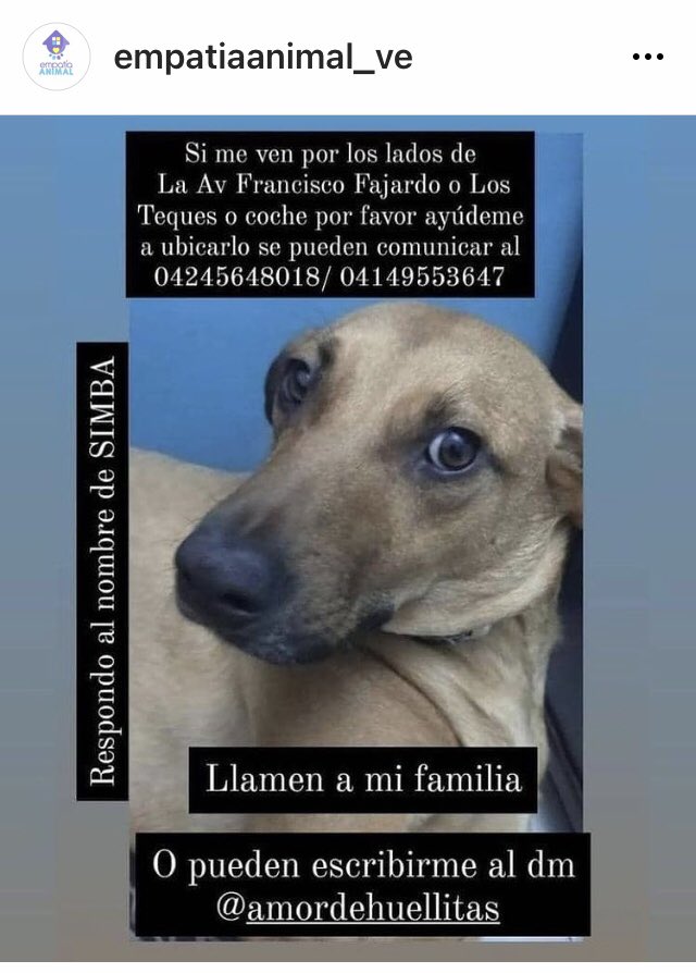 PerroUsuario's tweet photo. #SeBusca RT @EmpatiaV: Simba 🐕 sigue extraviado, ayúdalo a regresar con su familia 💔💔💔
 https://t.co/5vDoGHTjCj