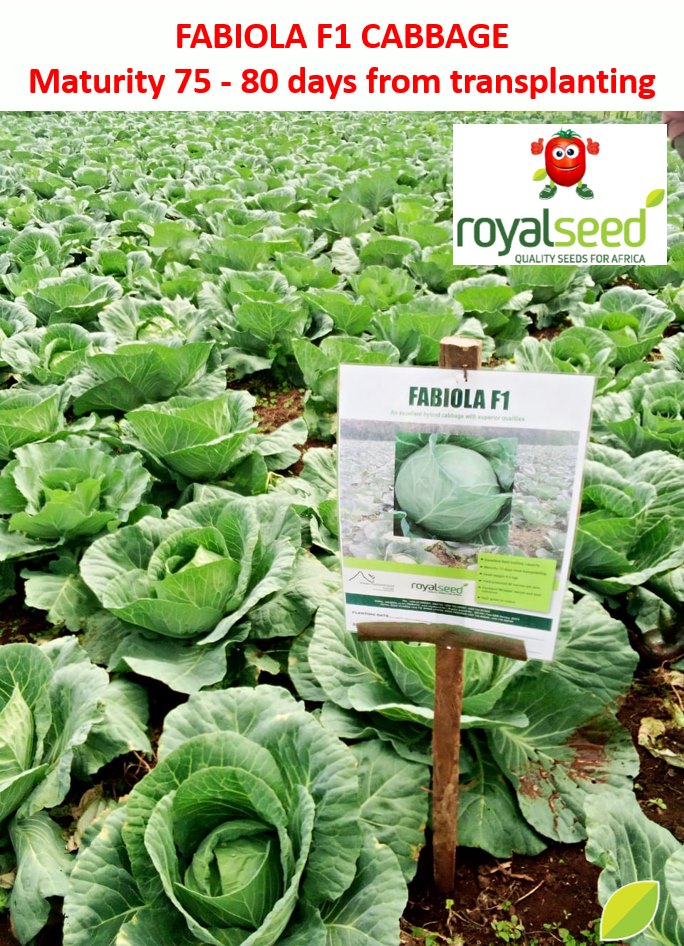 RoyalSeedKE's tweet photo. #APPETIZINGAPRIL Farmers. Finally, the rains are here!
What great weather for #planting & #transplanting #cabbage
Get our Excellent field holding capacity, well-adapted cabbage with an exceptional taste, Excellent Wrapper leaves, and heat tolerance varieties. https://t.co/Kq3uoCNSm4