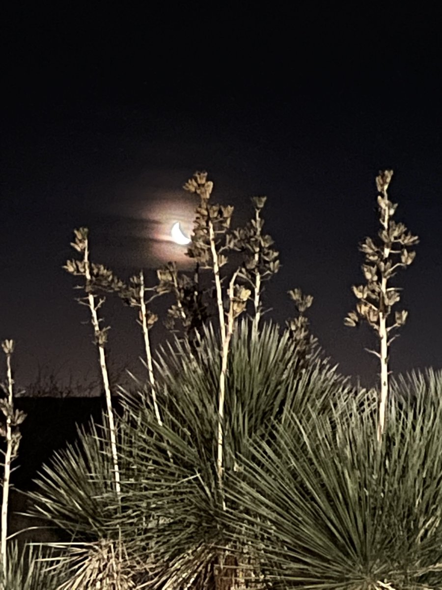 Good early morning, everyone as the moon rises over a yucca. We can expect windy conditions today, which will lead to areas of blowing dust and a high fire danger across the Borderland. #nmwx #txwx