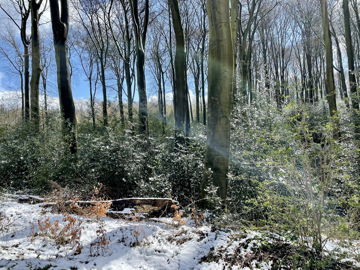 gero_presser's tweet photo. Auf jeden Fall mal eine Abwechslung mit den weißen Tupfen. #running #dortmund #wald #bittermark #april https://t.co/KCccx8Cddp