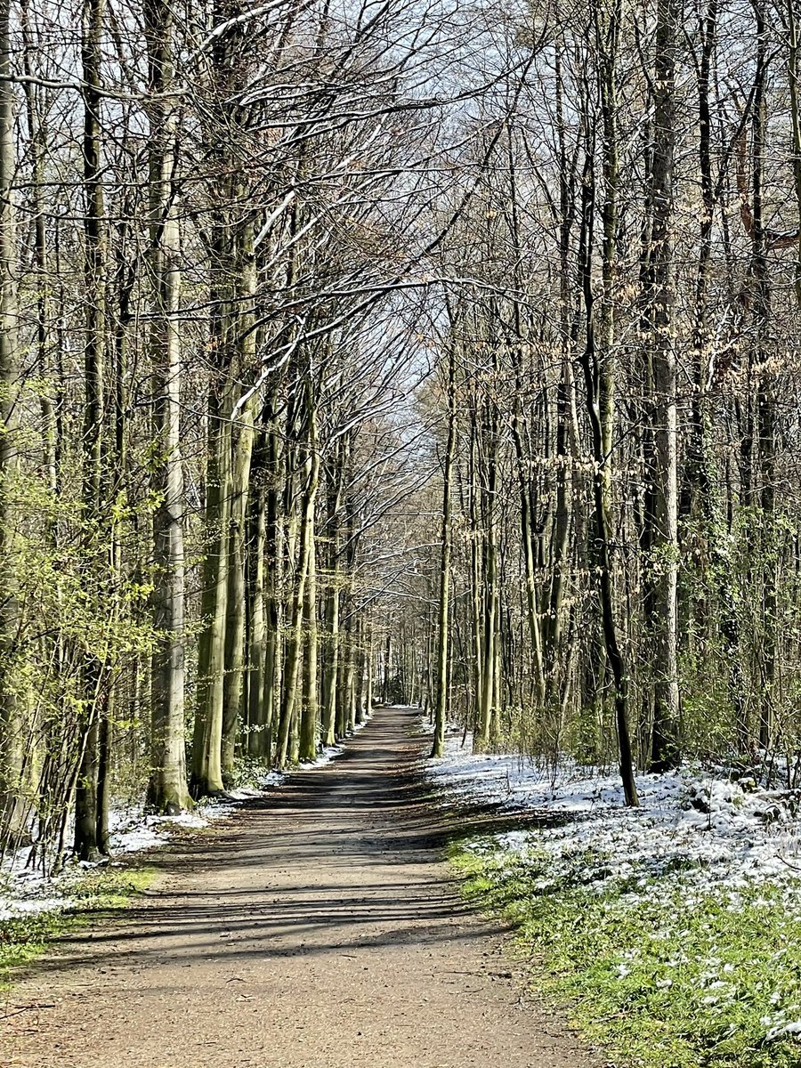 gero_presser's tweet photo. Auf jeden Fall mal eine Abwechslung mit den weißen Tupfen. #running #dortmund #wald #bittermark #april https://t.co/KCccx8Cddp
