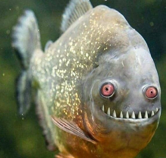 saeid_tahani's tweet image. قیافه من وقتی باز مردم به حرف این جماعت اعتماد میکنن ... این دفعه بجای تــَـــڪرار خواهشا 
 #Shift_Delete  کنین