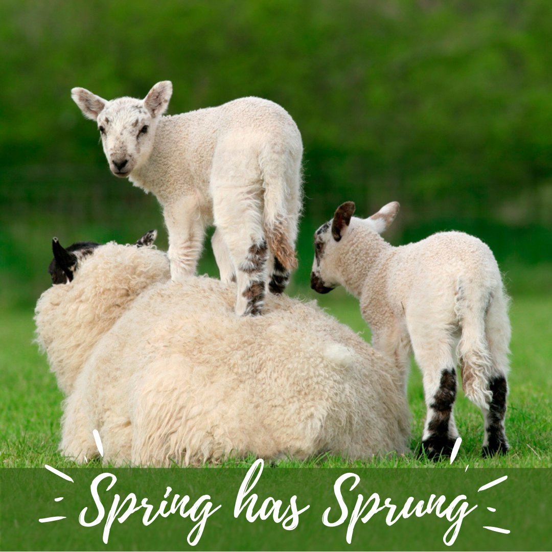 QuillProd's tweet image. Hi there shepherds!🐏

As the weather gets hotter, make steps to protect your herd against viral diseases.

Check out the full collection here:
quillproductions.co.uk/collections/sh…

#shepherdinguk #sheep #sheepfarming #sheepfarminguk #shepherding #biosecurity