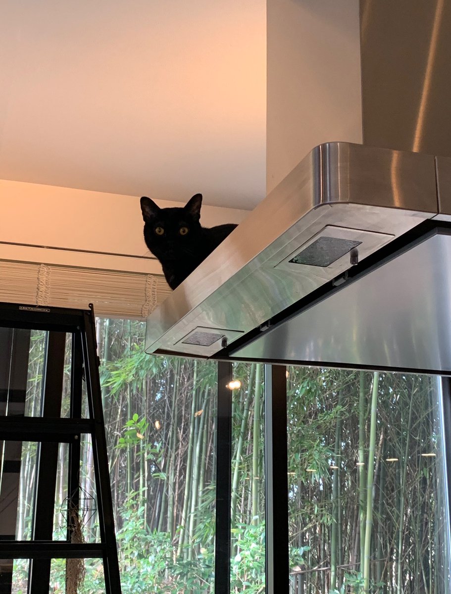 LION_BOMBAY's tweet photo. 上から見下ろす黒猫🐈‍⬛

#黒猫
#猫のいる暮らし https://t.co/TtzNAgeon9
