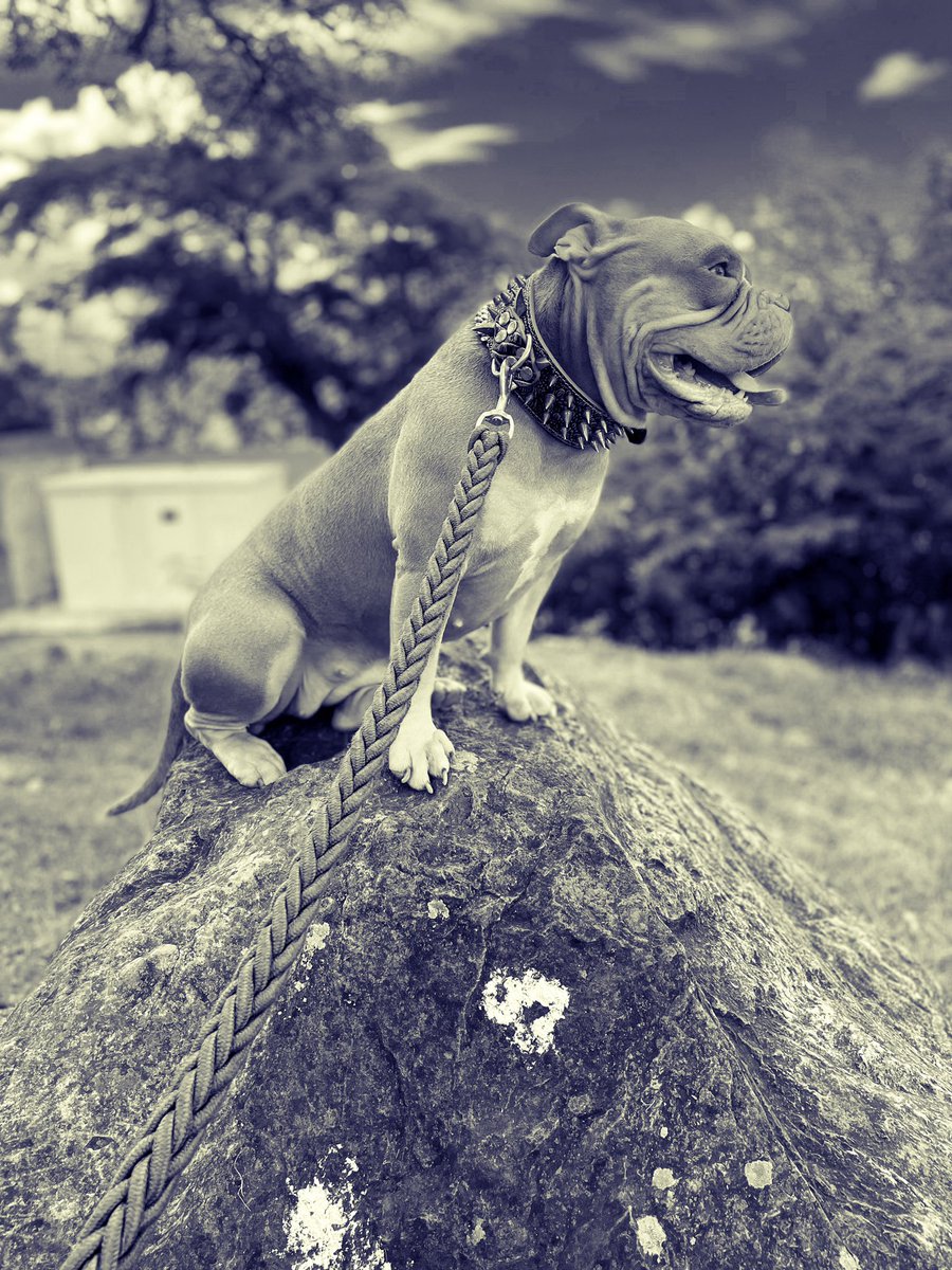 playoffsbullies's tweet photo. #americanbully #blackandwhite #kayene #magmadogs #reunionisland https://t.co/PbNrpC91rc