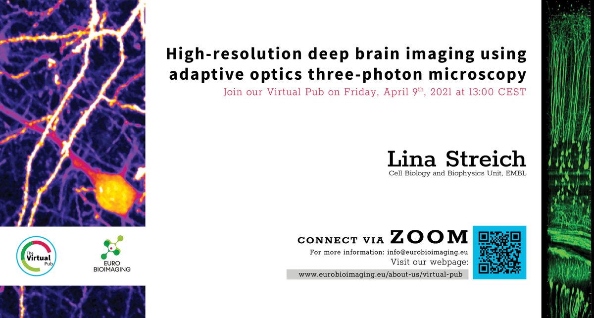 Don't miss this Friday's Virtual Pub! Linda Streich, Cell Biology and Biophysics Unit, @EMBL, will talk about “High resolution deep brain imaging using adaptive optics three-photon #microscopy.”

Everyone is welcome!

📆 Friday, April 9 @ 13:00 CEST

eurobioimaging.eu/news/the-virtu…