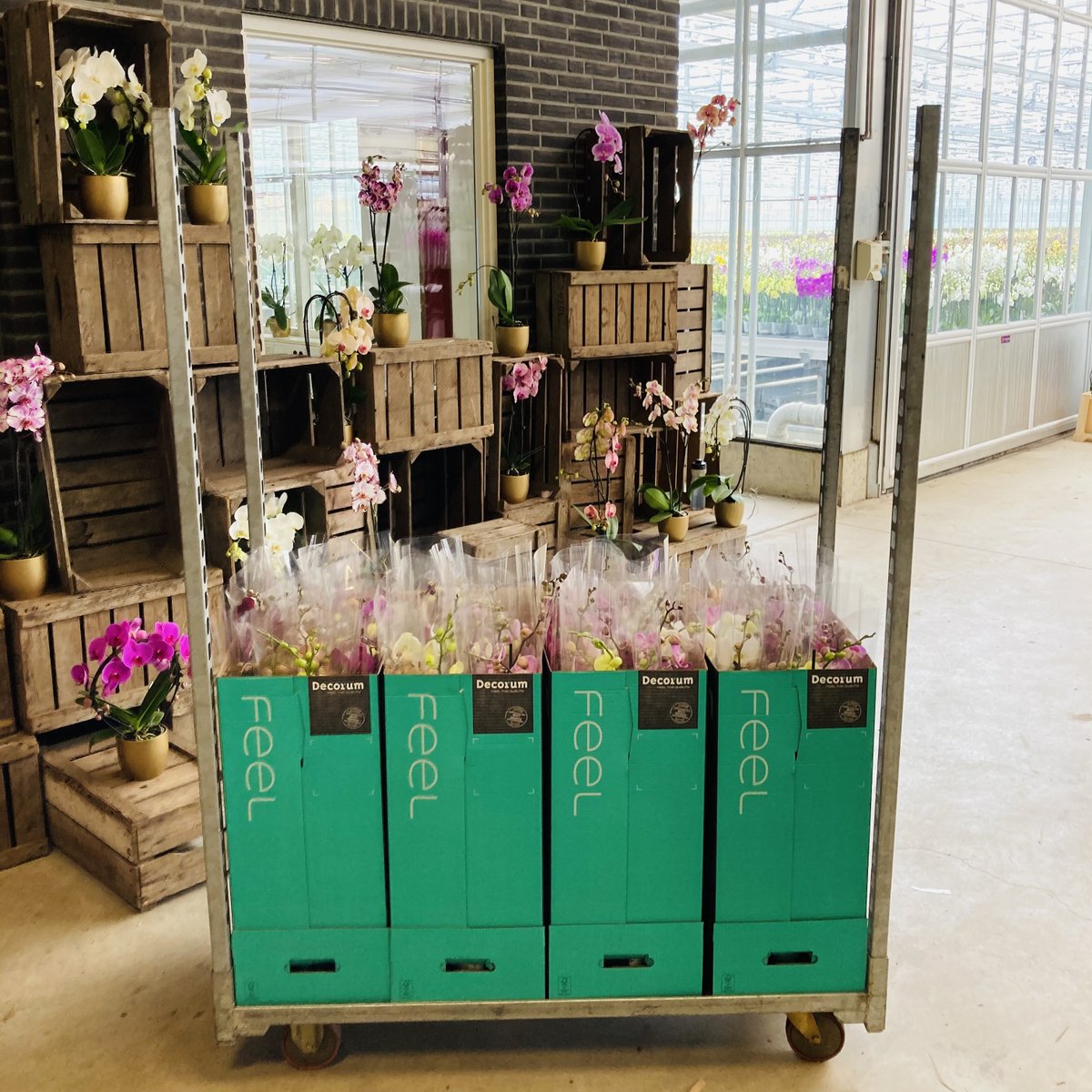 Bernhard #Orchids is met ingang van april lid van telersvereniging <a href="/Decorumcompany/">Decorum Company</a>. Deze week starten we met de verkoop van #Decorum #orchideeën. De eerste laag staat klaar op de kar voor transport! 
Voor vragen verkoop@bernhardplanten.nl of 0527-208500
decorumplantsflowers.com/kwe.../bernhar…