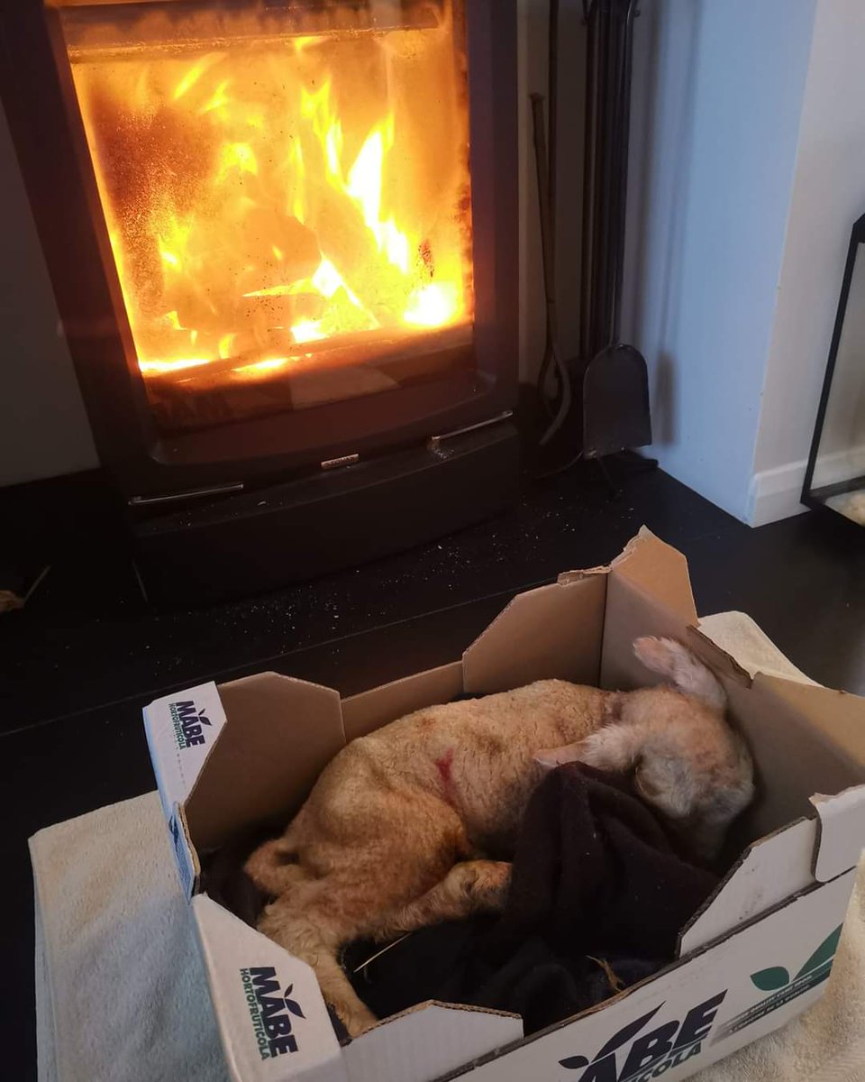 northmoormeatco's tweet photo. Ewe number 1, day number 1, and already we have a lamb inside 😂🤦🏻♀️. One of triplets, it's had a bottle of colostrum,been manhandled by a couple of pre schoolers and is now chilling in front of the fire. That's the life! #lambspam #orphanlamb #anyexcuse #easterlambs #maternityward https://t.co/NytVQCoxQd