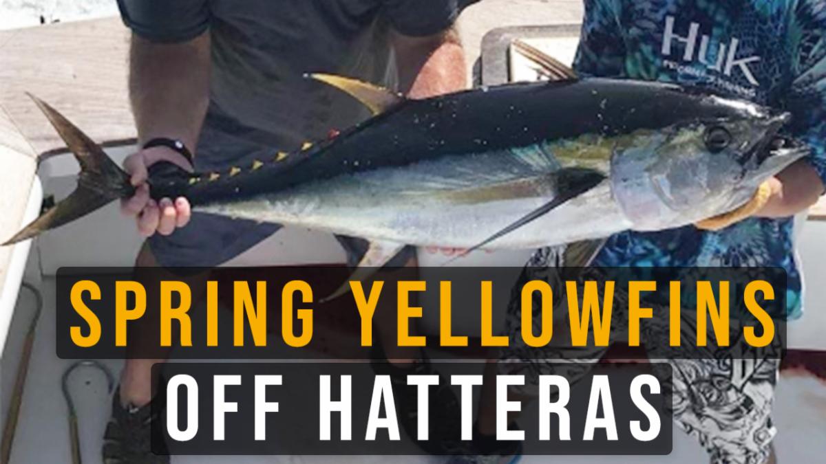 FishPoster's tweet image. Episode 52: Spring Yellowfins off Hatteras with Capt. Jeremy Hicks conta.cc/3dBLomg