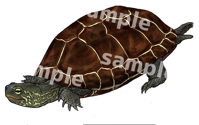 スッポンのtwitterイラスト検索結果