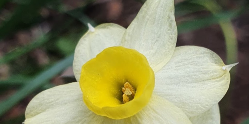 Delicate and bright - bringing sunshine to spring!  

#thefloralseasons #inspiredbynature #flowersoutnow   #pickednotclicked #narcissi #warwickshireflowers #seasonalflowers #grownhere #alcester