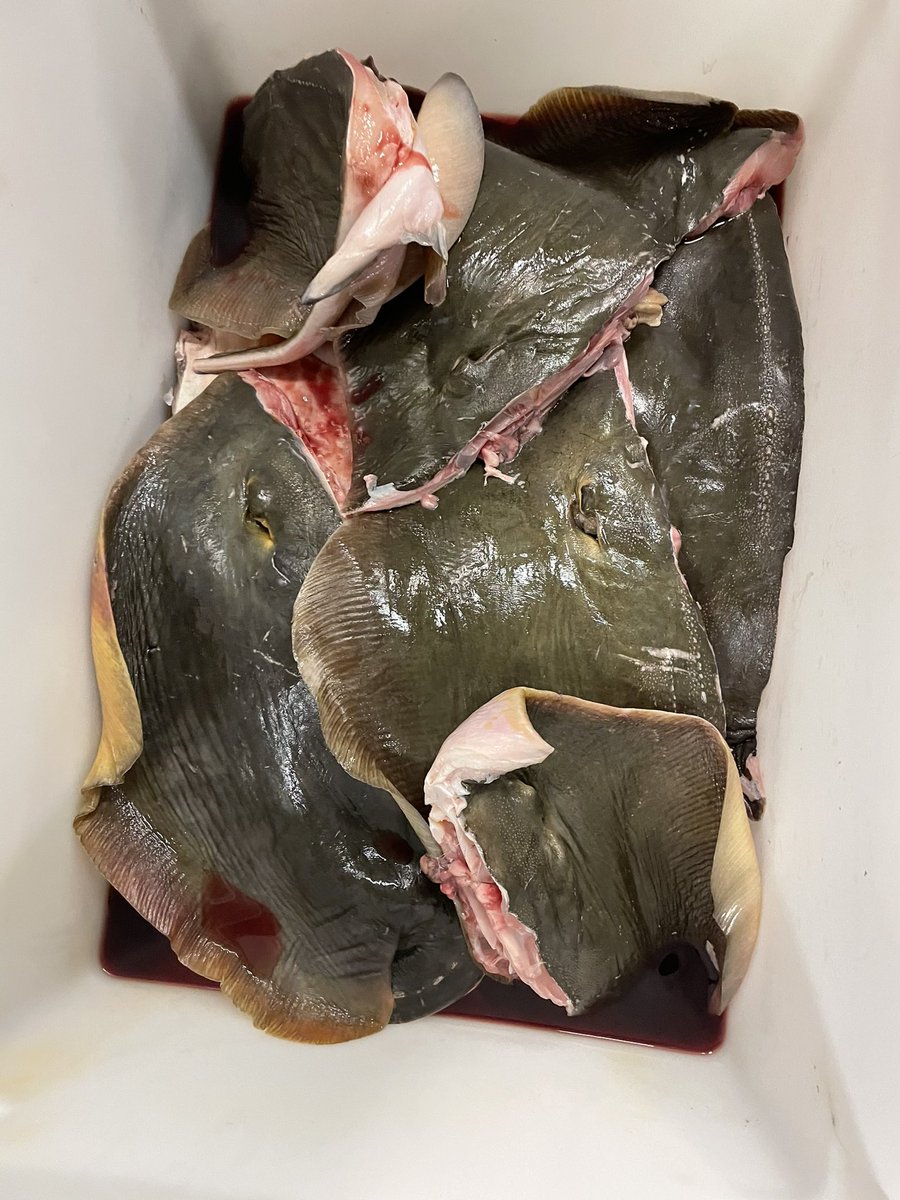 kurtarnold_kurt's tweet photo. Stingray for supper. Would you try it? @HMCSNCSMCalgary #stingray #trynewthings #food #firsttimeforme My first time working with stingray, quite the experience. Mixed reviews but overall they liked it. https://t.co/wWraR3v0kc