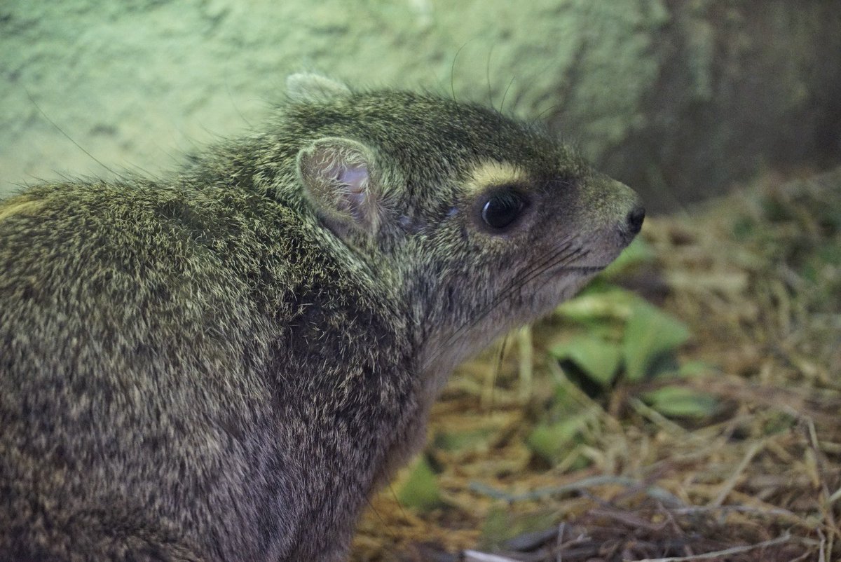 キボシイワハイラックスは相変わらず眉毛ごんぶとで可愛い ビスカチャも大分馴れてリラックスしてた 見る人見る人にデカイと言われる キボシ イワハイラックス ビスカチャ 埼玉県こども動物自然公園 By 凪 ｵﾜｰ Edayfm