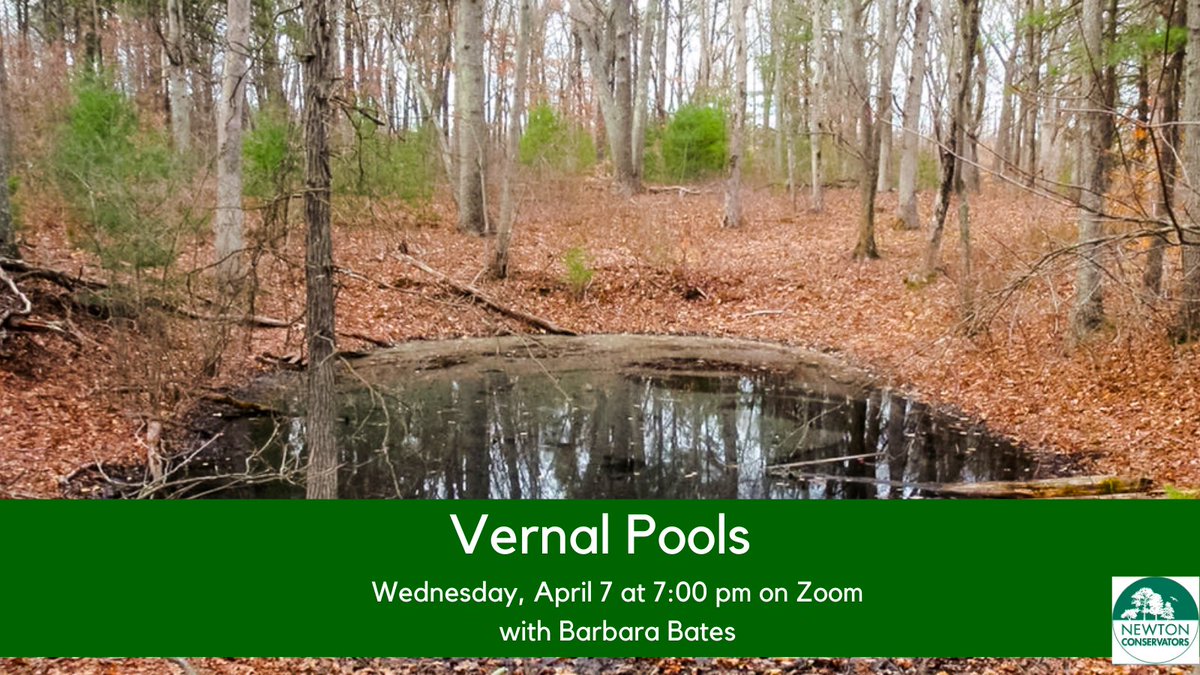 Seasonal ponds – known as #vernal pools – are full of life in the early spring and can be found throughout our area. Join us in exploring these pools tomorrow night and see fairy shrimp, salamanders, wood frogs and many more! linktr.ee/newtonconserva…