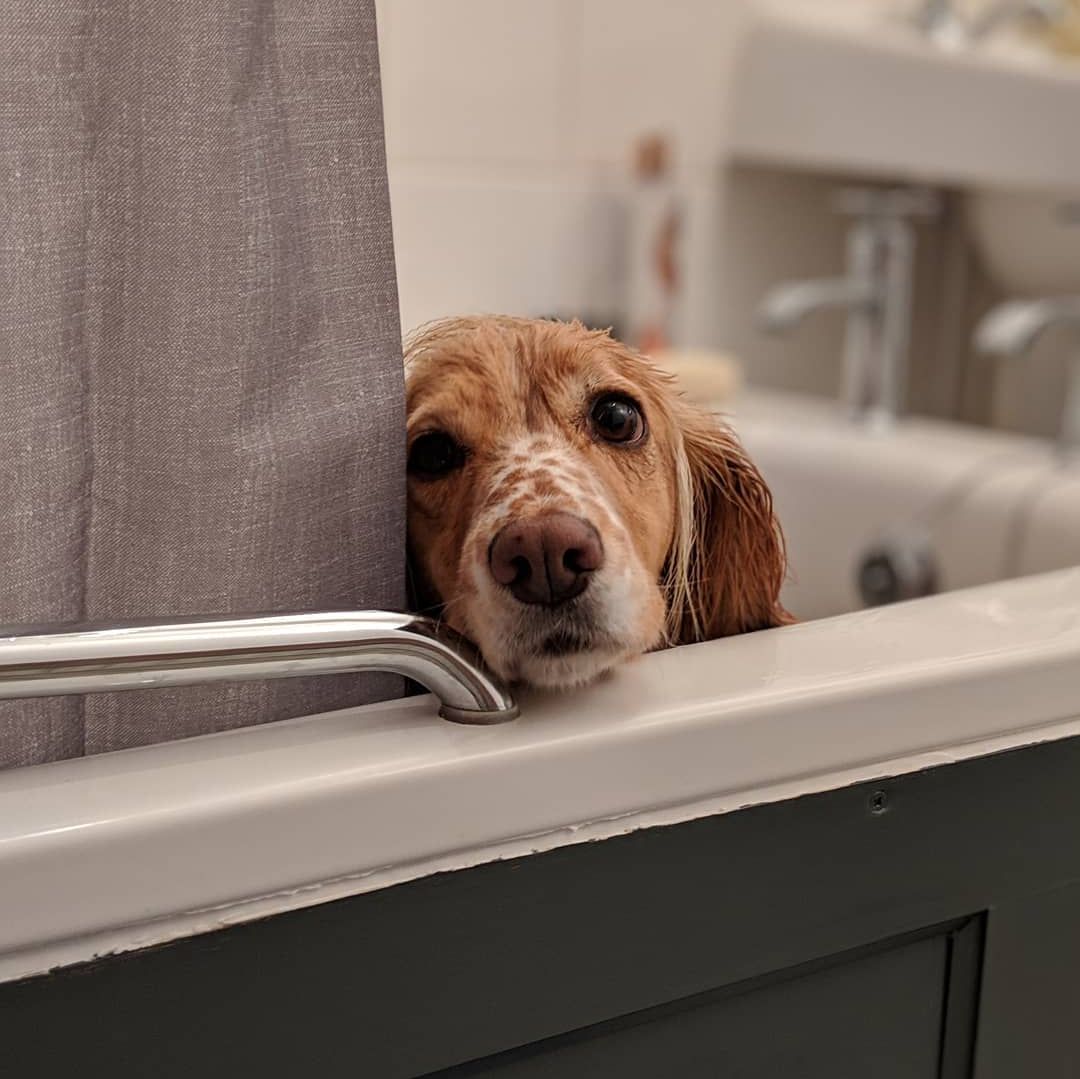 OrvisUK's tweet photo. Sorry Maisy, Spring cleaning doesn't just mean vacuuming! π πΎ
#OrvisUK #Spring #OrvisDogs #WeLoveDogs #BathTime https://t.co/nK6WyxlYKf
